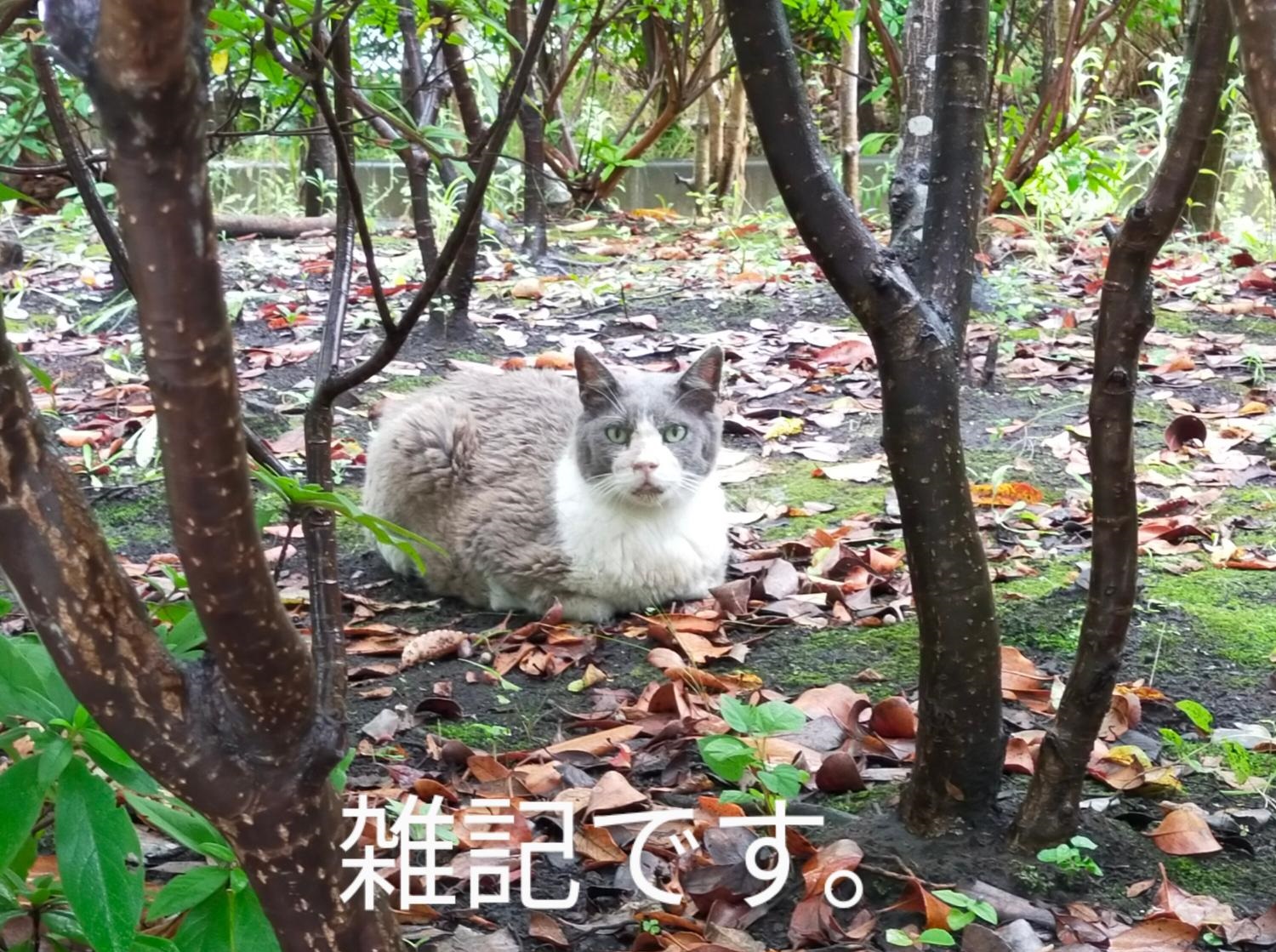 猫のくまさん